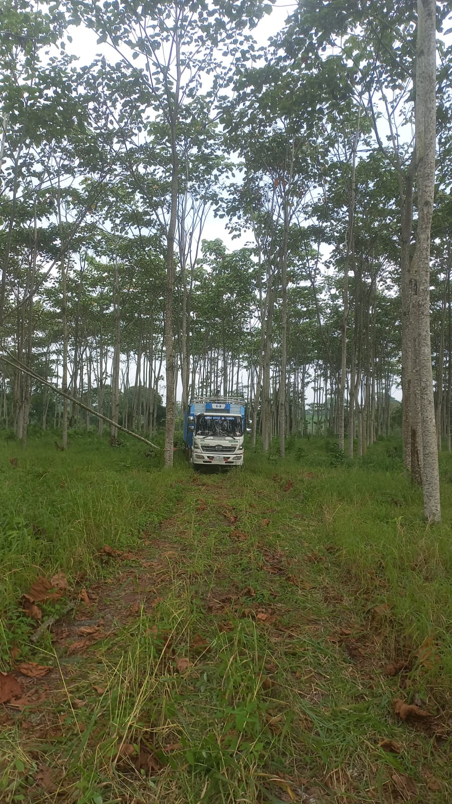 Camión entre los árboles de una plantación.