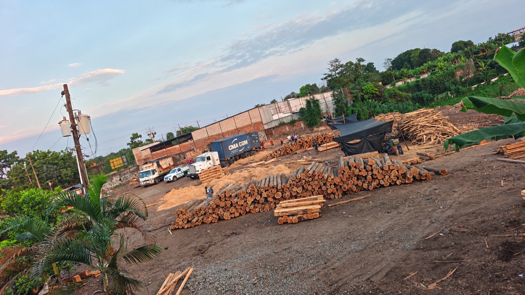 Vista del patio del acopio de teca, con madera rolliza apilada y vehículos.